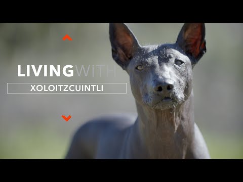 Living With a Xolo - a Mexican Furless Dog