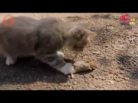 Cat 🙀 Rat 🐀 Ki Ladai Fighting