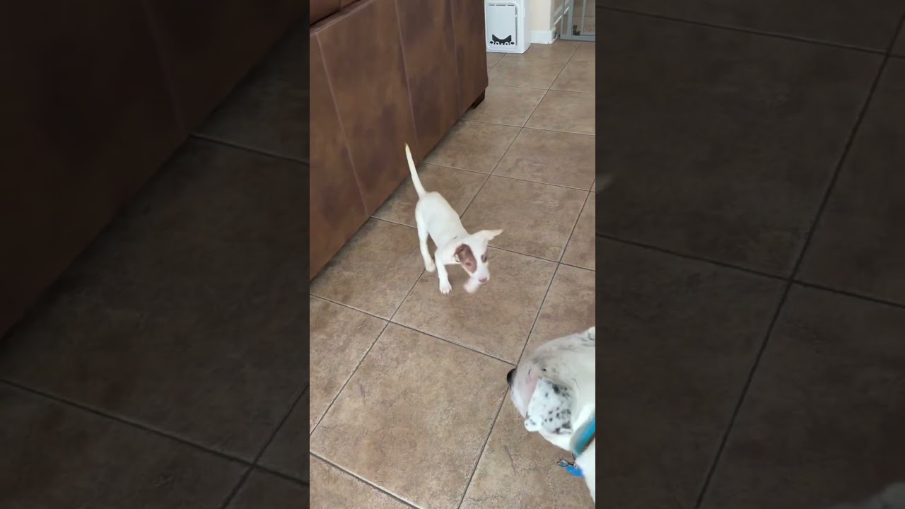 Enlarge Aurora, a Adoptable Mixed Breed in Park Forest, IL video 6/6