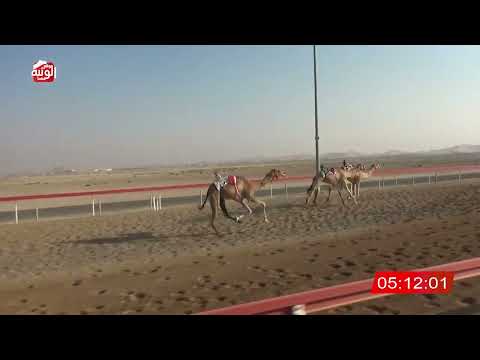  ش 9 (سرابة) لـ معالي حميد سعيد عامر النيادي 8:13:50 , شارة الديوان 1 2026/09/19 ثنايا الوقن  