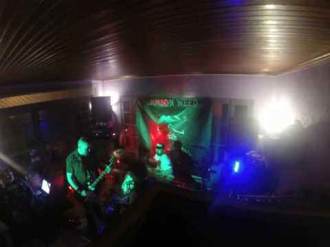 "Paradis virtuel" JIMSON WEED