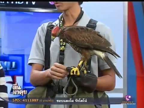 โรคสะเก็ดเงินของฝ่ามือและฝ่าเท้า UB วาง Salicylic สังกะสีในโรคสะเก็ดเงิน