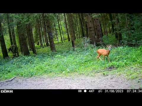 DÖRR SnapShot Mini 5.0 Pro  Full HD  1080P  60°