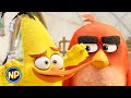 Getting The Team Back Together The Angry Birds Movie 2