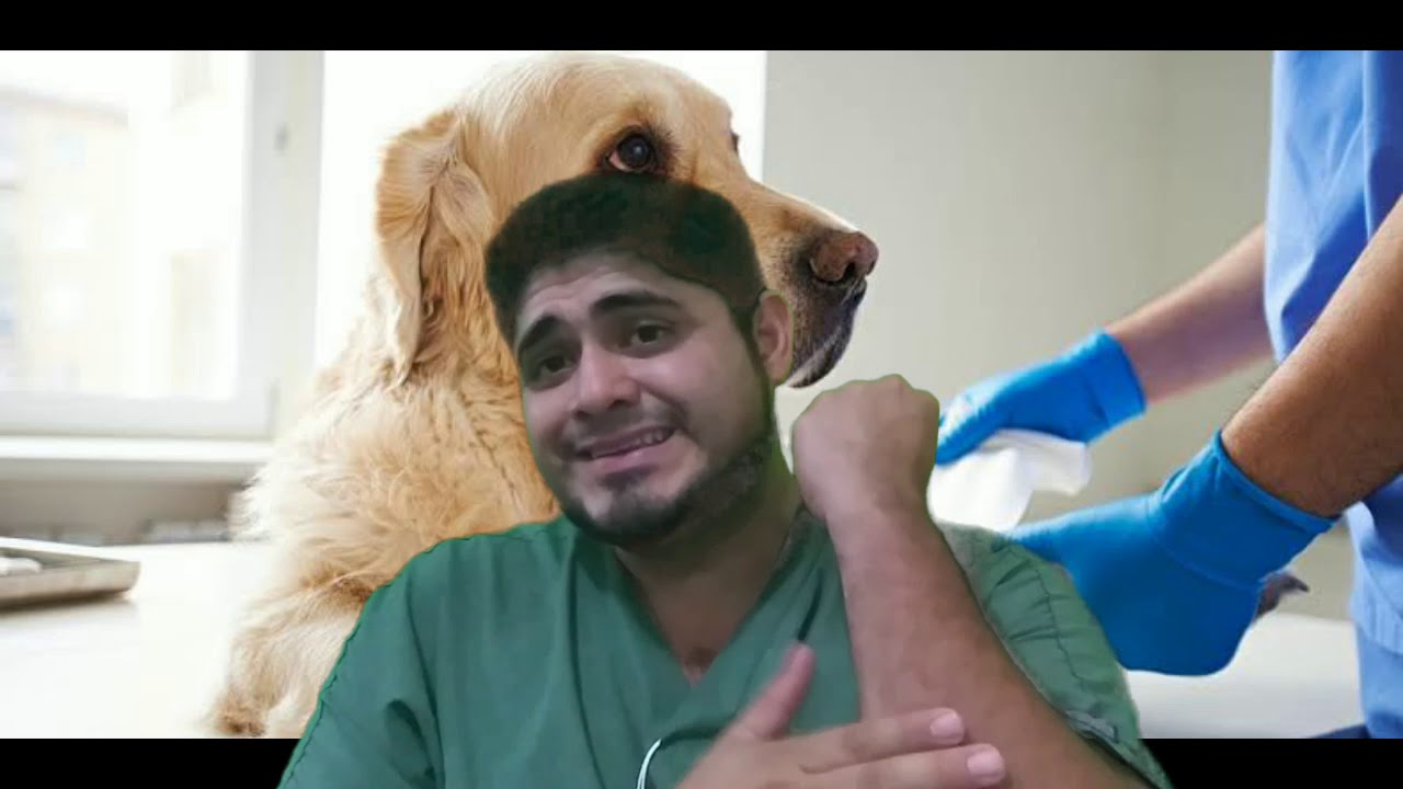 SABÍAS QUE... UN MAL VENDAJE EN UNA MASCOTA CON FRACTURA LA PUEDE DAÑAR MAS