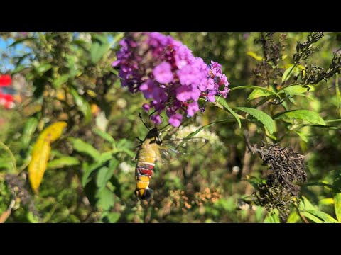 Hypsiboas albopunctatusについて詳しく解説