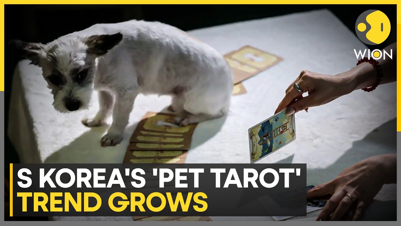 Pet Tarot Readings Become South Korea's Latest Wellness Trend | WION News