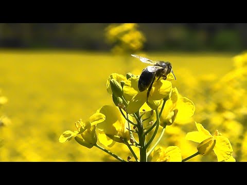 Rapeseed - Colza