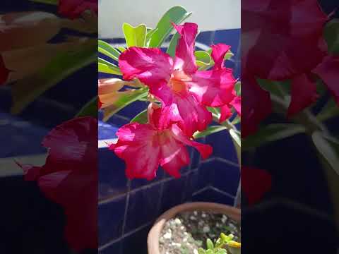 #pernambuco #portodegalinhas #flores #rosadodeserto #rosas #plantas #flores #rosadodeserto #rosas