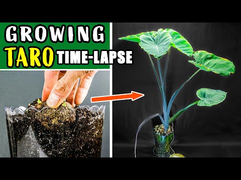 Growing Taro Plant From Root To Leaves (70 Days Time Lapse)