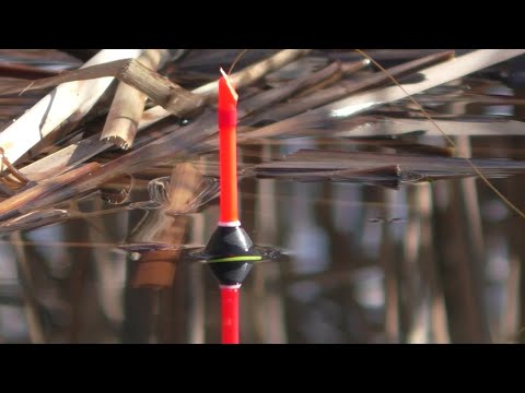 Рыбалка на КАРАСЯ в КАМЫШАХ с поплавком. Ловим на поплавочную удочку. Наживки на карася весной!