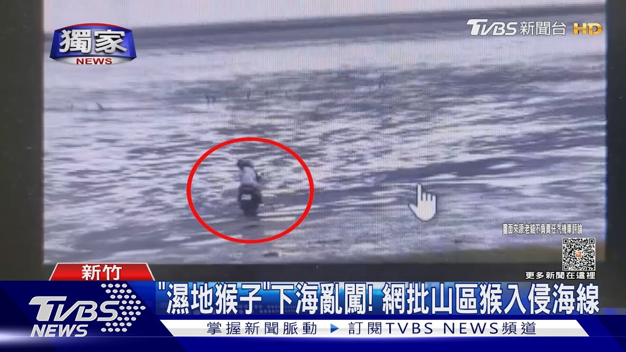 「濕地猴子」下海亂闖! 網批山區猴入侵海線
