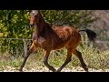 Hongre 2 ans - très bon trot / mental exceptionnel