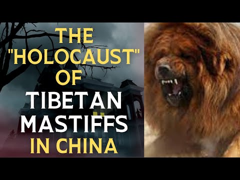 Tibetan Mastiff" holocaust" in China