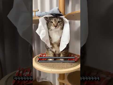 전세계 최고 부자 고양이