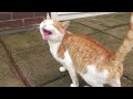 Loud Meowing Cat Is Hungry