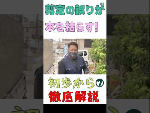 冬に剪定する植物: 冬に剪定すると恩恵を受ける植物に焦点を当てる  庭園
