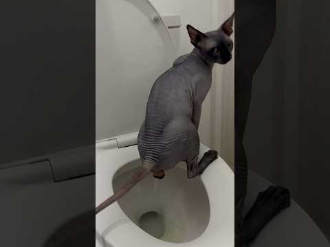 Adult Cat Toilet Trained in 11 Days |  Works for ALL Breeds, ANY Age! #arigatocats #viralcatvideos