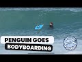 African Penguin goes bodyboarding!