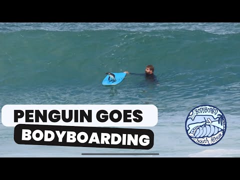 African Penguin goes bodyboarding!