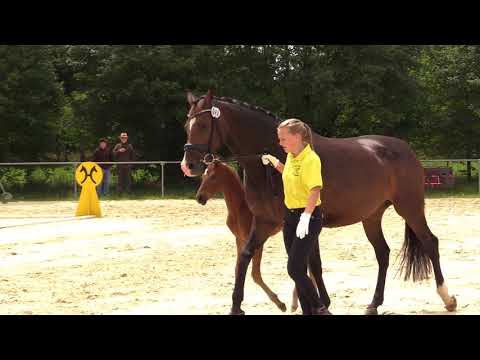 Stutfohlen 2018 for sale: Fürst Wilhelm x Fürst Nymphenburg x Weltmeyer