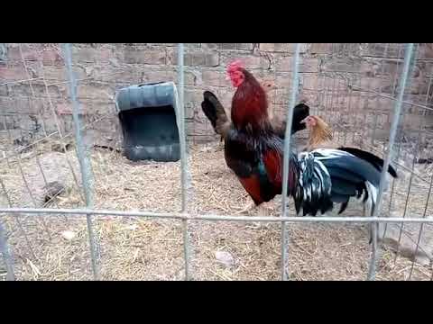 Bill Plummer asil / McLean rat