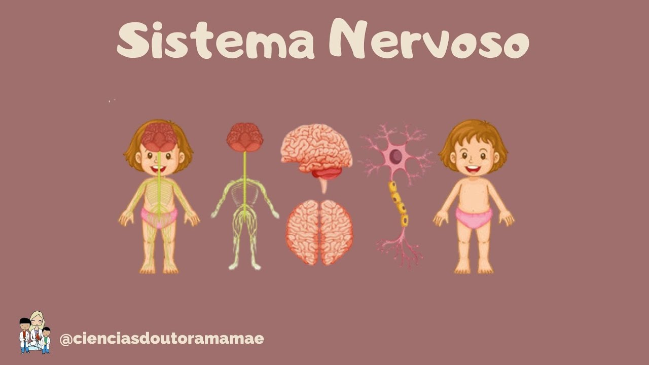 Sistema Nervoso 6º ano fundamental