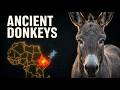The Origins Of Donkeys Were Never What We Thought Ancient DNA Finally Revealed The Truth