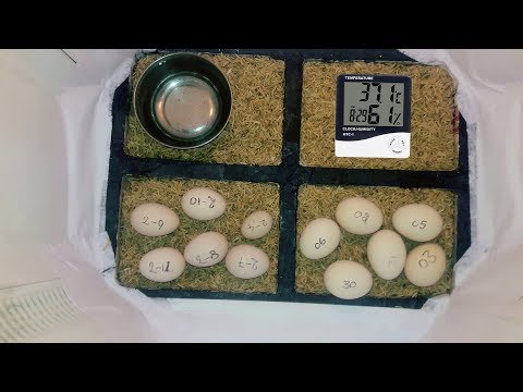EGG HATCHING In Homemade Incubator | EGG Incubation - Day 21 | HATCHING DAY Video