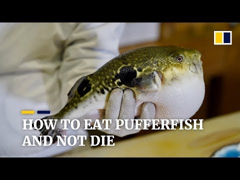 How to eat pufferfish and not die