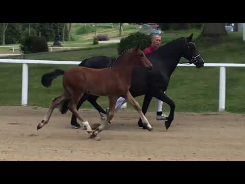 Nr. 07 DON DAGINO HF von Dallmayr K - Menai Consultant