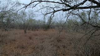 Calm Morning Hunt: DOES battiling at the feeders in December