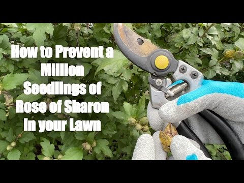 How to Prevent a Million Seedlings of Rose of Sharon in your Lawn