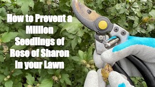 How to Prevent a Million Seedlings of Rose of Sharon in your Lawn