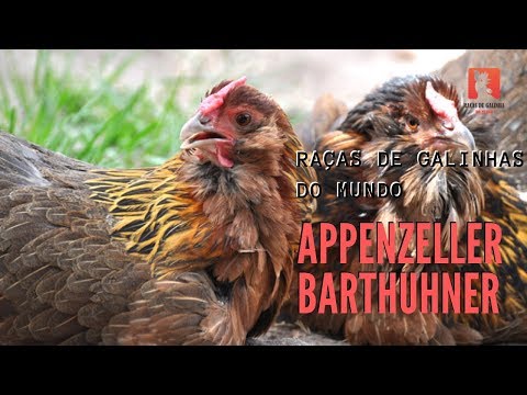, title : 'Appenzeller Barthuhner | Galinha Suíça'