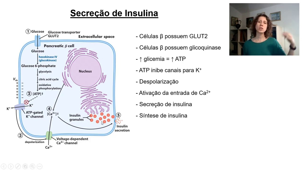 Regulação hormonal do metabolismo
