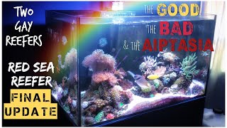 Red Sea Reefer 250 - Final Tank Update - The Good, The Bad and The Aiptasia