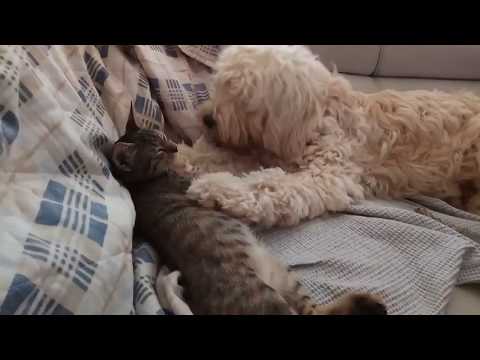 Charmy the Dog & Cat playing