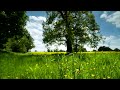Countryside Meadow 4k Background