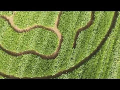 Maislabyrinth Wallenhausen