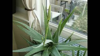 Droopy Aloe Plant - How to Fix Bending, limp Leaves(Solution)