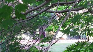 preview picture of video 'Forest Bathing in Pirianda Gardens'