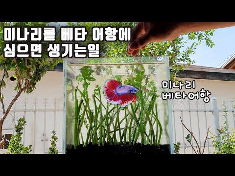 미나리 무한공급 시스템! 도전해 보았습니다!!