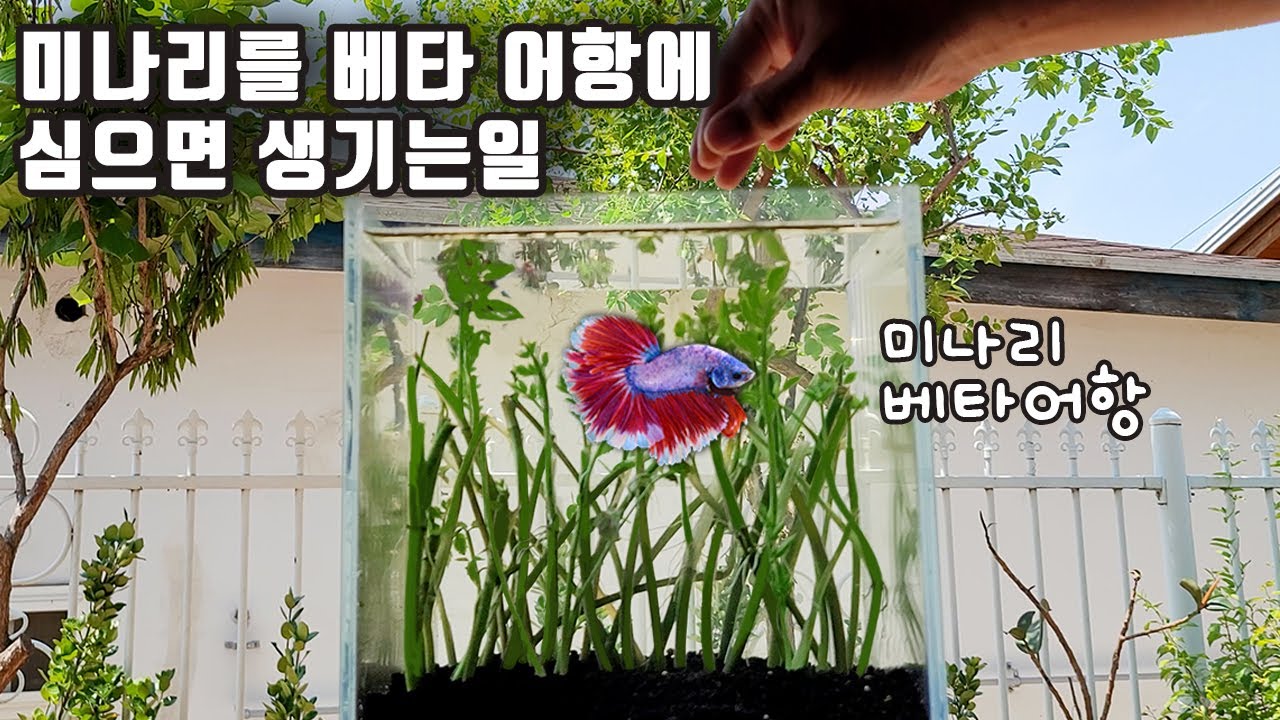 미나리 무한공급 시스템! 도전해 보았습니다!!