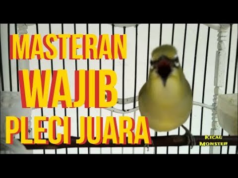 download lagu mp3 mp4 Masteran Yang Bagus Untuk Pleci Lomba, download lagu Masteran Yang Bagus Untuk Pleci Lomba gratis, unduh video klip Masteran Yang Bagus Untuk Pleci Lomba