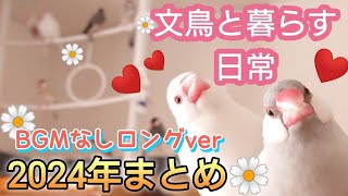 【文鳥】BGMなしロングver☆文鳥～ズたっぷり詰め合わせ♪作業用などに☆