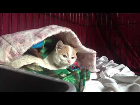 Feral Mary Frances starts a new life