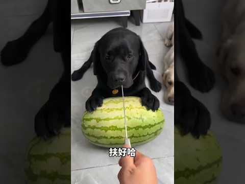 Po arbuzie przyszła kolej na ziarenko ryżu... ale Seru odmówił! 🐶😱🍉