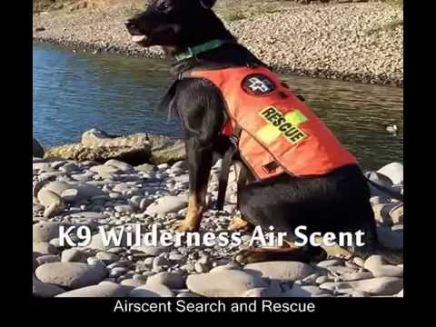 Training SAR Dogs at Kalik Acre