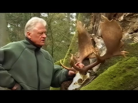 Hirsche aus dem Tempelhain Damwild Segeberger Forst